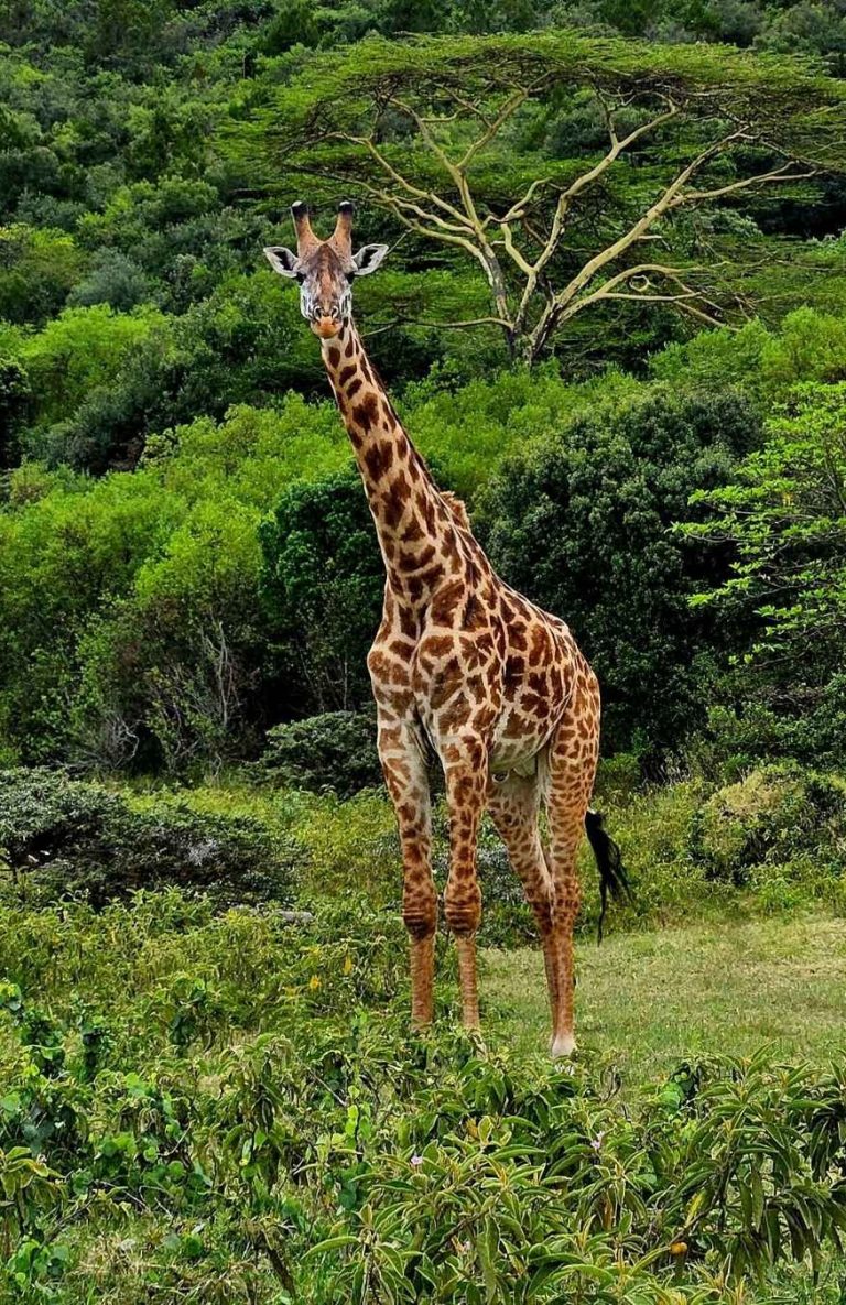 girafe-arusha-tanzanie Une girafe se tient majestueusement dans un paysage verdoyant.